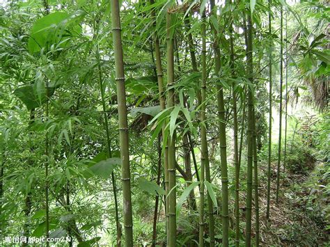 竹的類型
